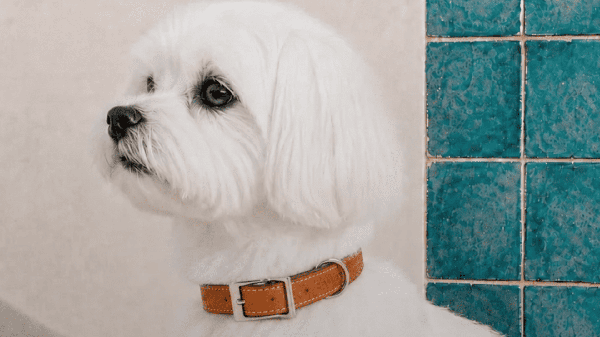 Perro maltés con collar de piel OBALOVA Terra en tono coñac